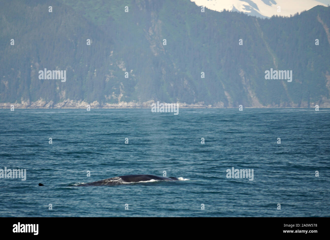 HUMPBACK WHALES ABOVE THE WATER Stock Photo - Alamy