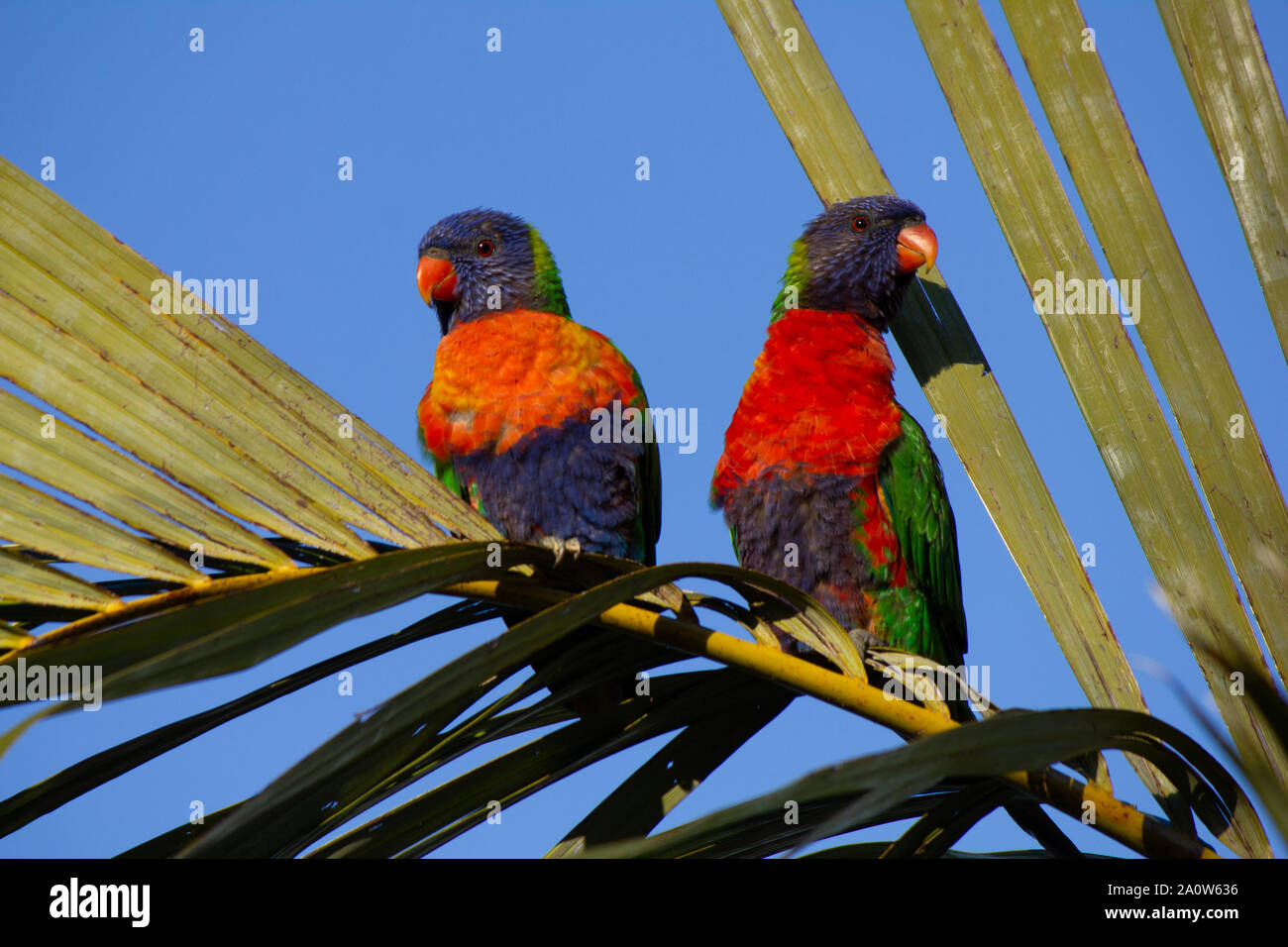 Pair of Rainbow Lorikeets perched in tree on palm branch Stock Photo