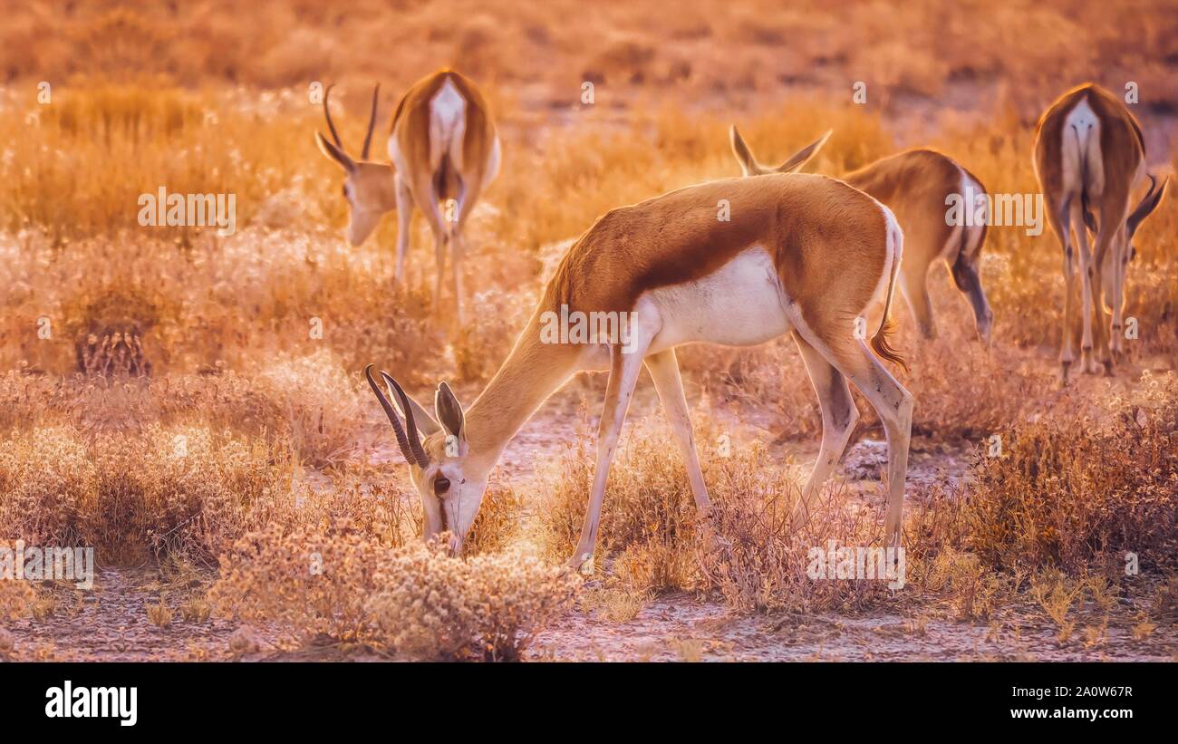 A small herd of springbok browsing in beautiful soft morning light, in Etosha National Park, Namibia. Stock Photo