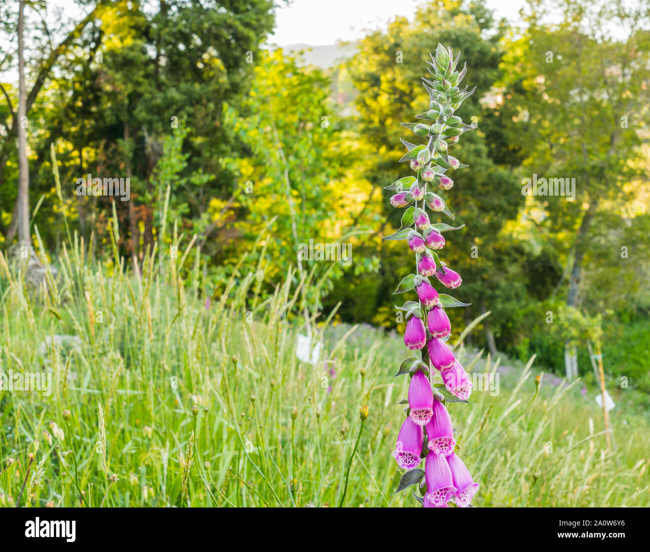 field with digitalis purpurea or foxglove plant blooming Stock Photo