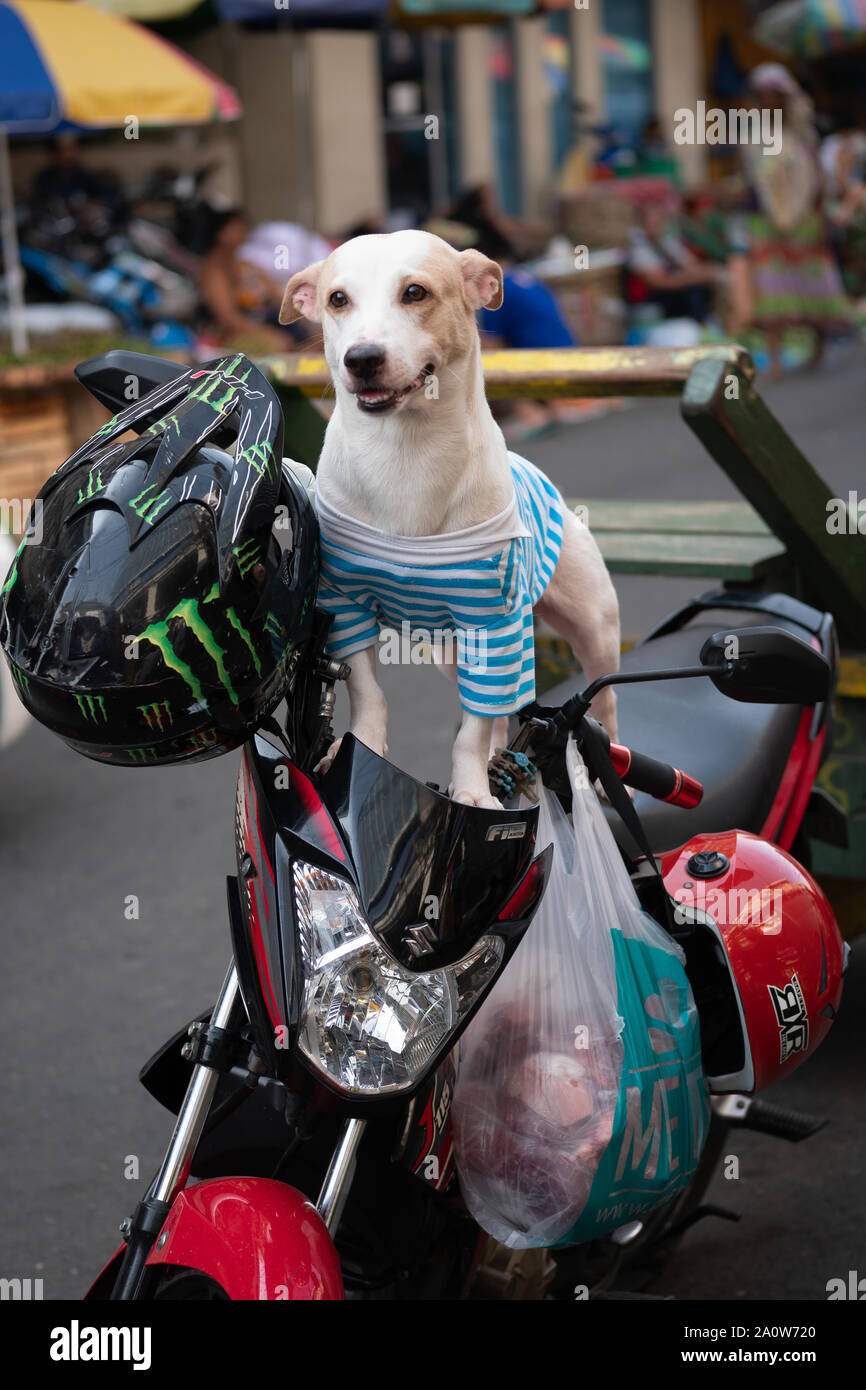 Small cute white dog standing on a motorcycle.The dog normally travels with its owner on the bike. Stock Photo