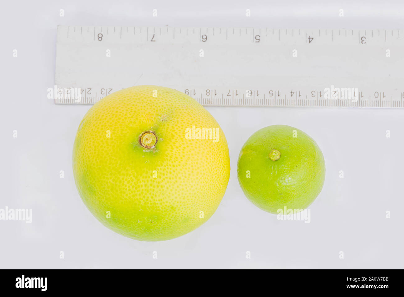 Compare different variety and size of the lemon, lime, local citrus plant fruit white the white background. Stock Photo