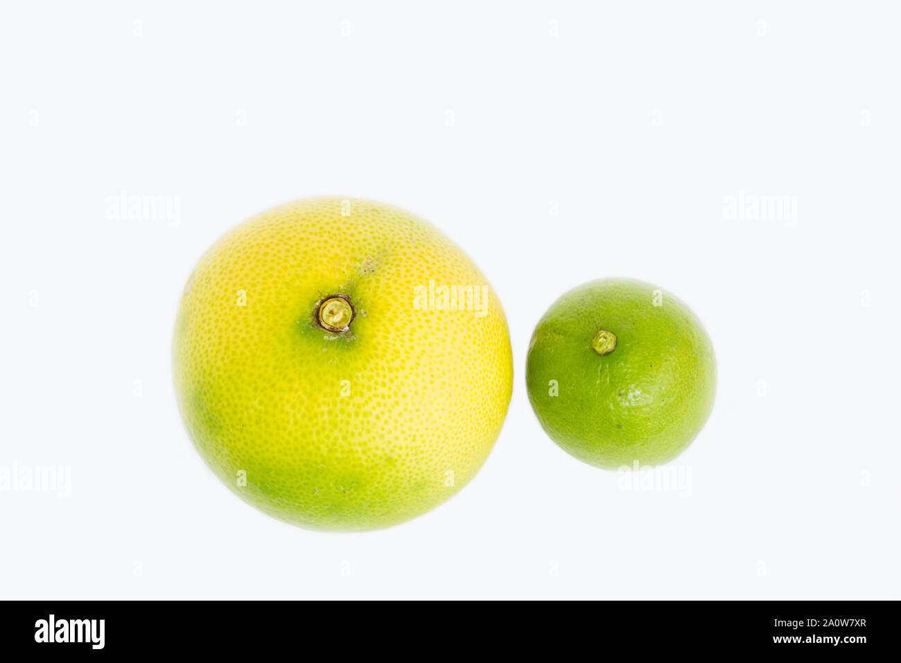 Compare different variety and size of the lemon, lime, local citrus plant fruit white the white background. Stock Photo