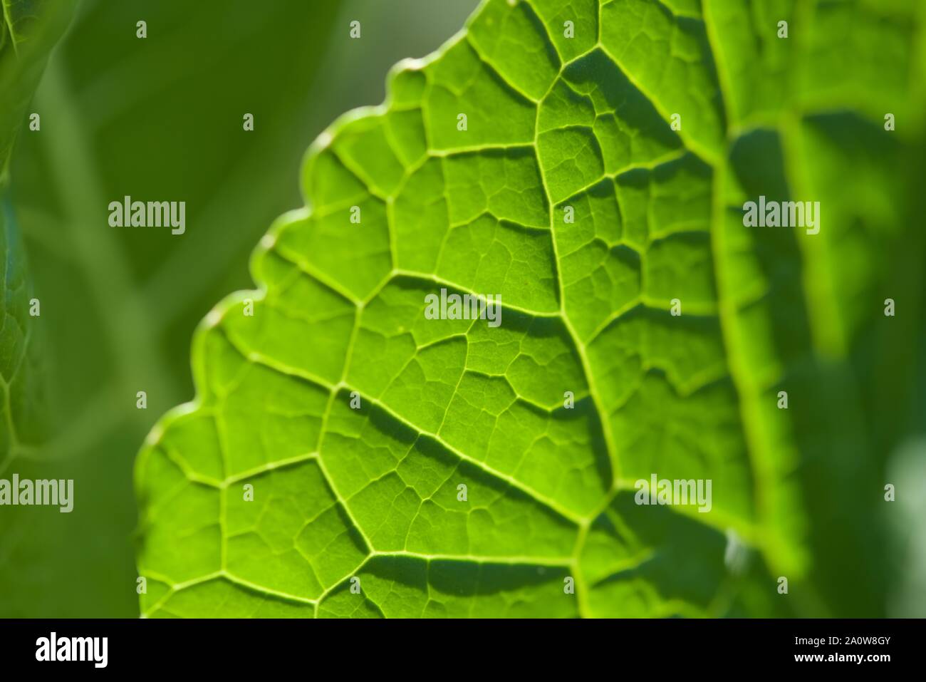 Horseradish (Armoracia rusticana) a leaf backlit by the sun, the