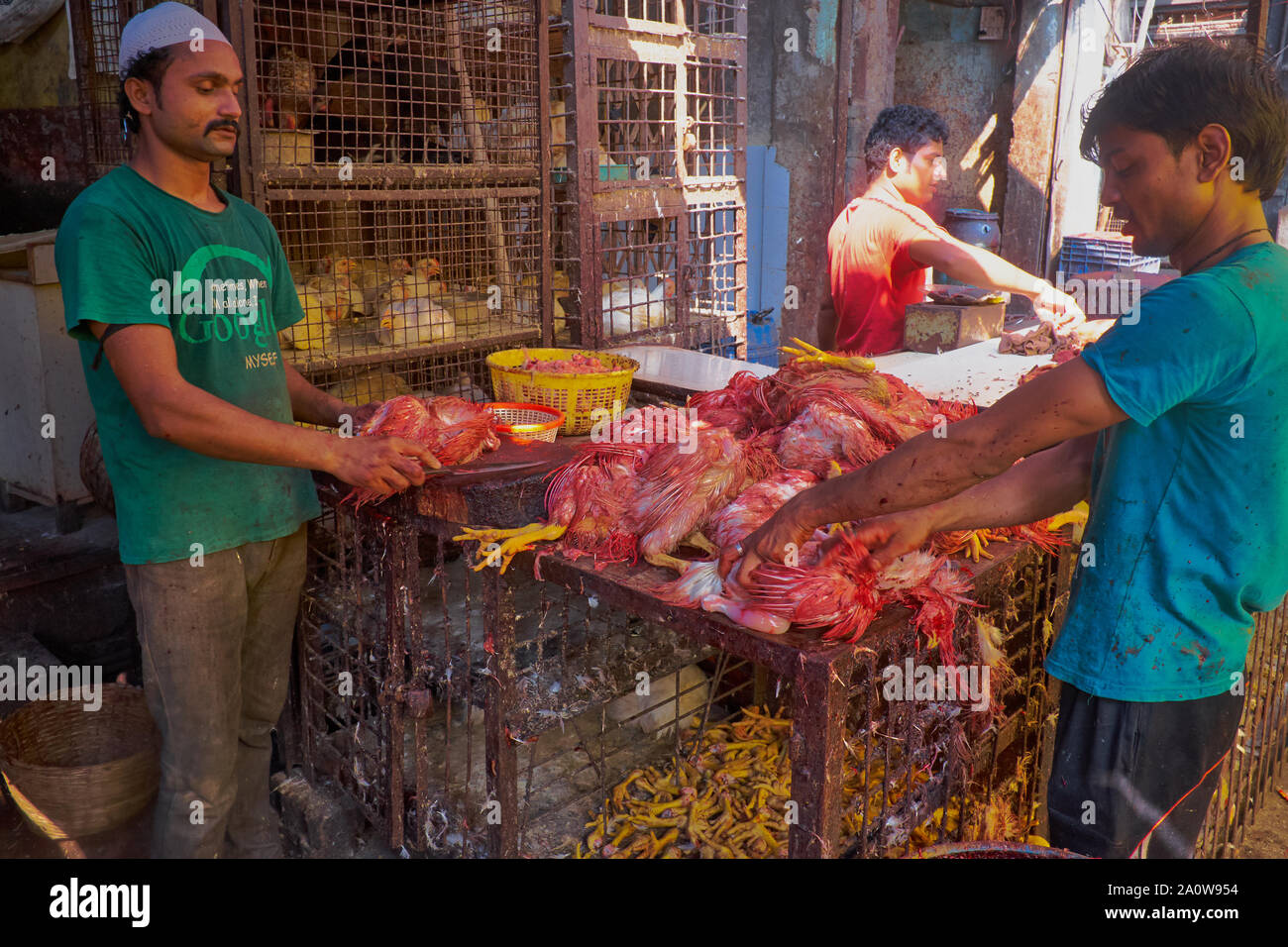 Muslim butchers in a slaughterhouse in Bhendi Bazaar area, Mumbai, India, plucking freshly slaughtered, blood-soaked chickens Stock Photo