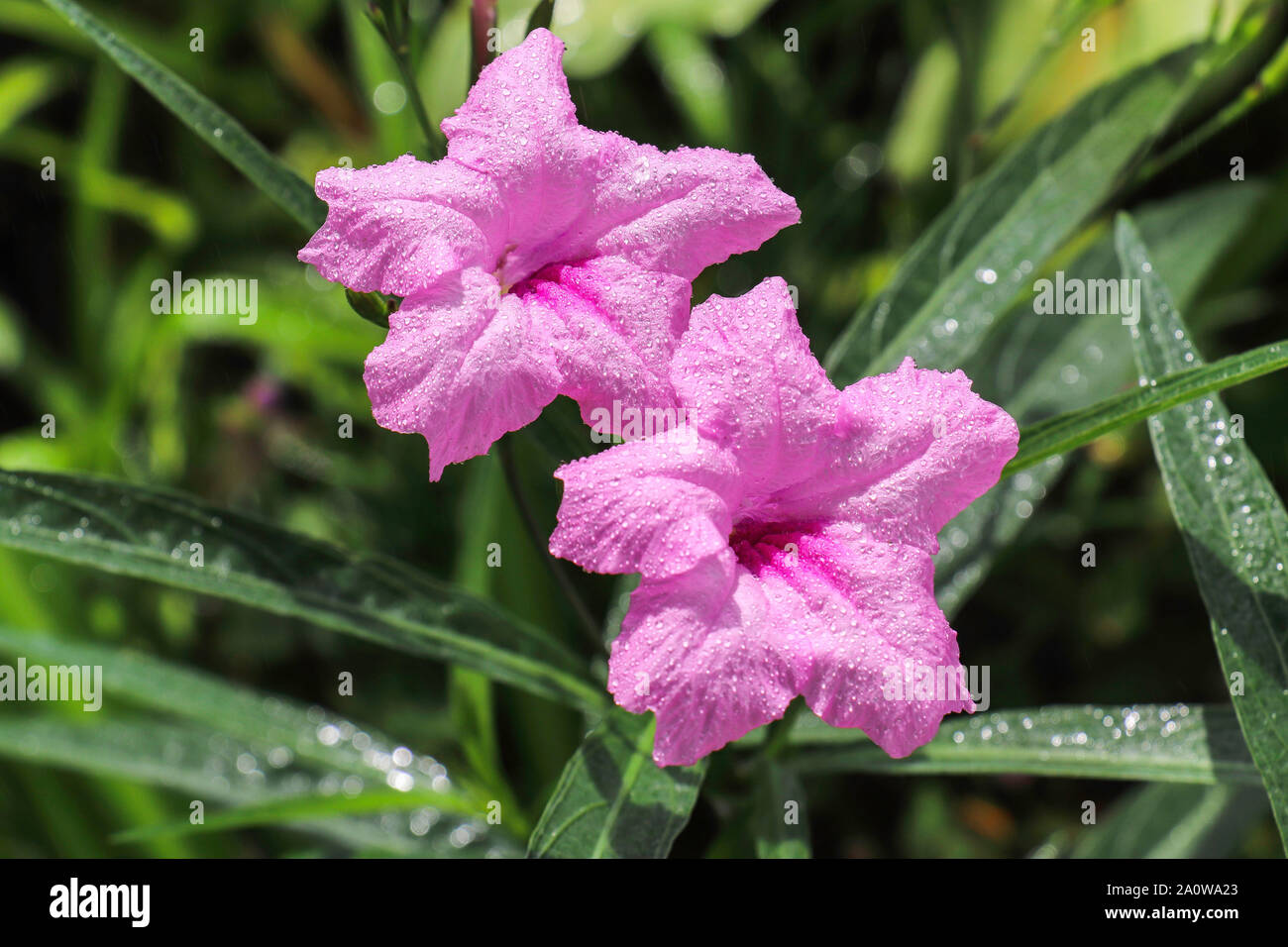 Beautiful pink flowers found in the evergreen forests of the wet zone. Stock Photo