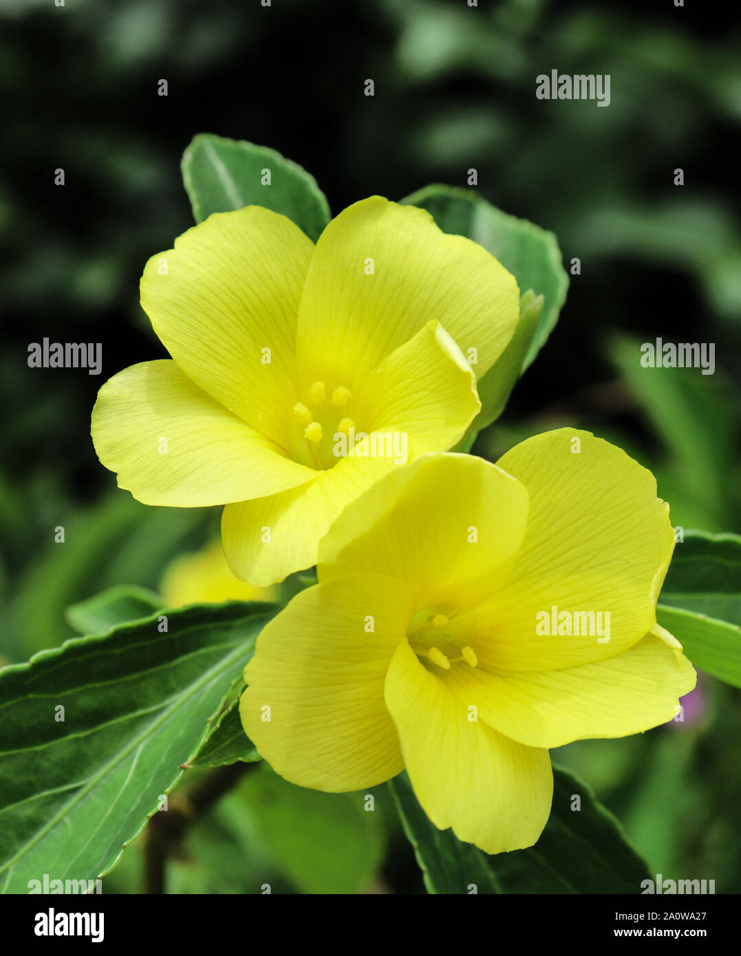 Beautiful yellow flowers found in the wet zone evergreen forests. Stock Photo