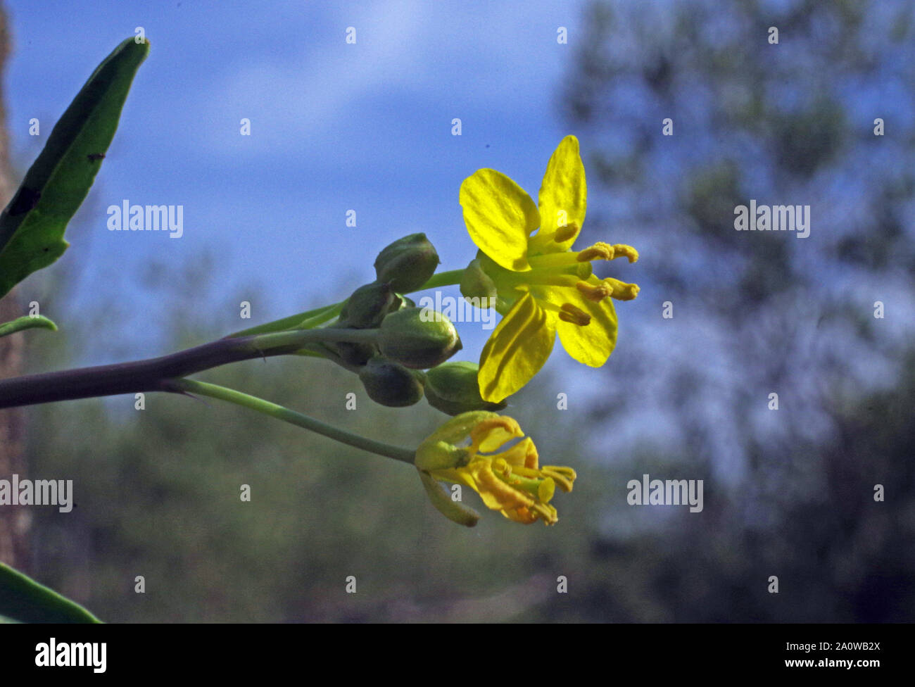 Diplotaxis tenuifolia (perennial wall rocket) flowering close-up in Sardinia countryside Stock Photo