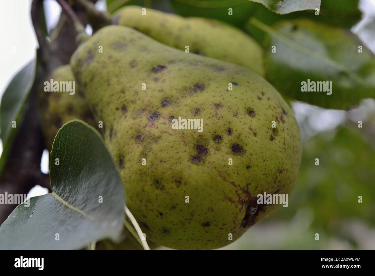 Pear scab fruit spotting on pears, Venturia pyrina Stock Photo