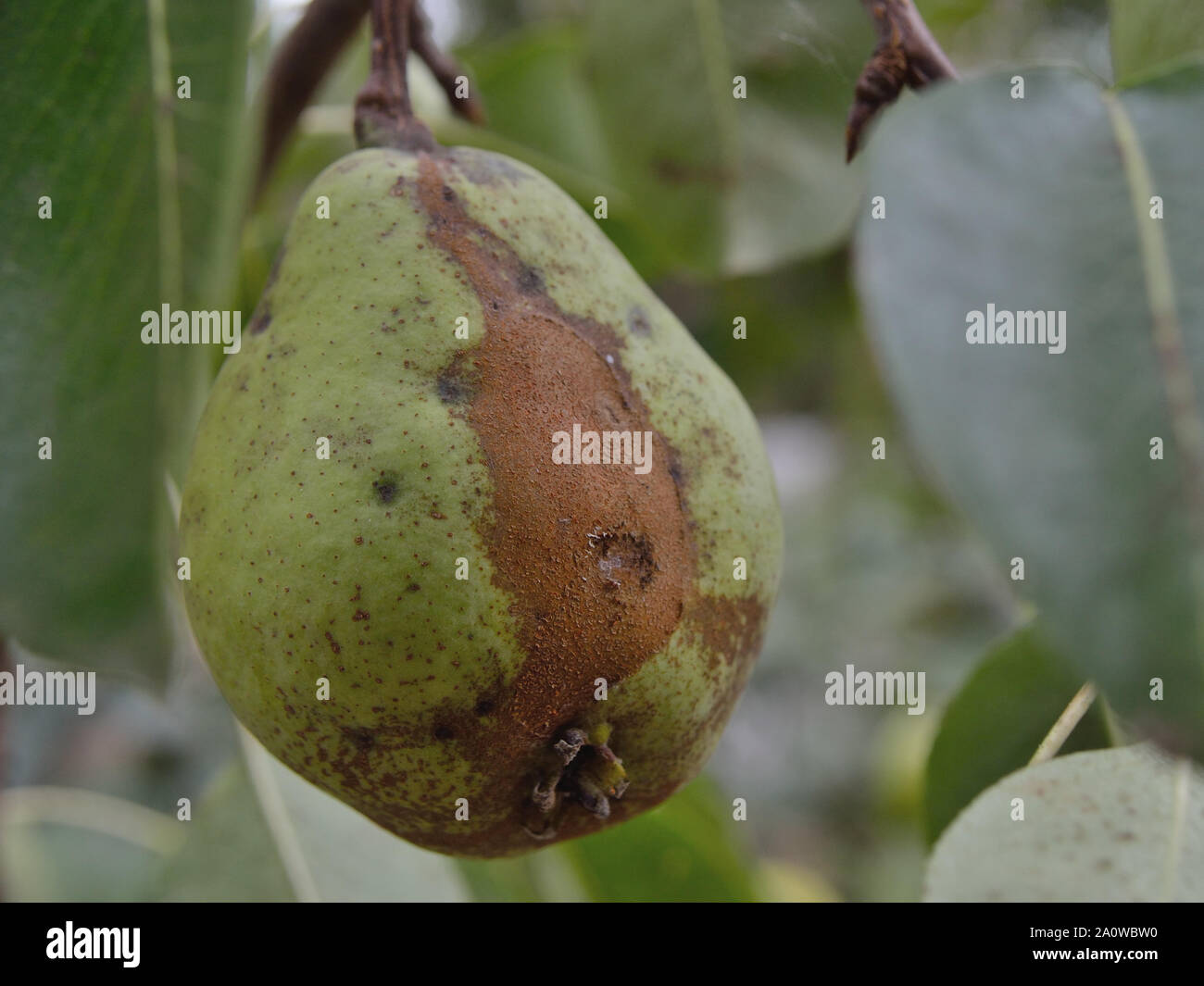 Pear scab fruit spotting on pears, Venturia pyrina Stock Photo