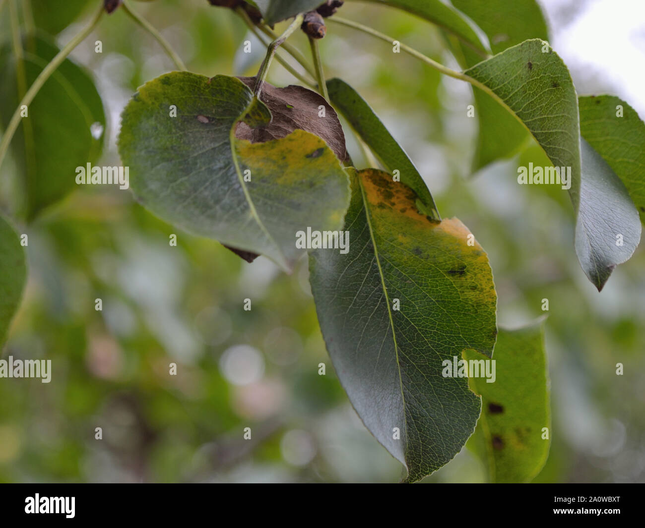 Pear scab fruit spotting on pear leaves, Venturia pyrina Stock Photo