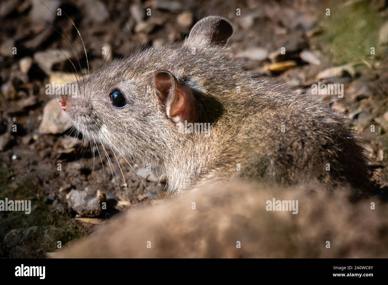 A very close up portrait of a rat emerging from behind a rock. It is an image of half its body with the head and eye showing Stock Photo