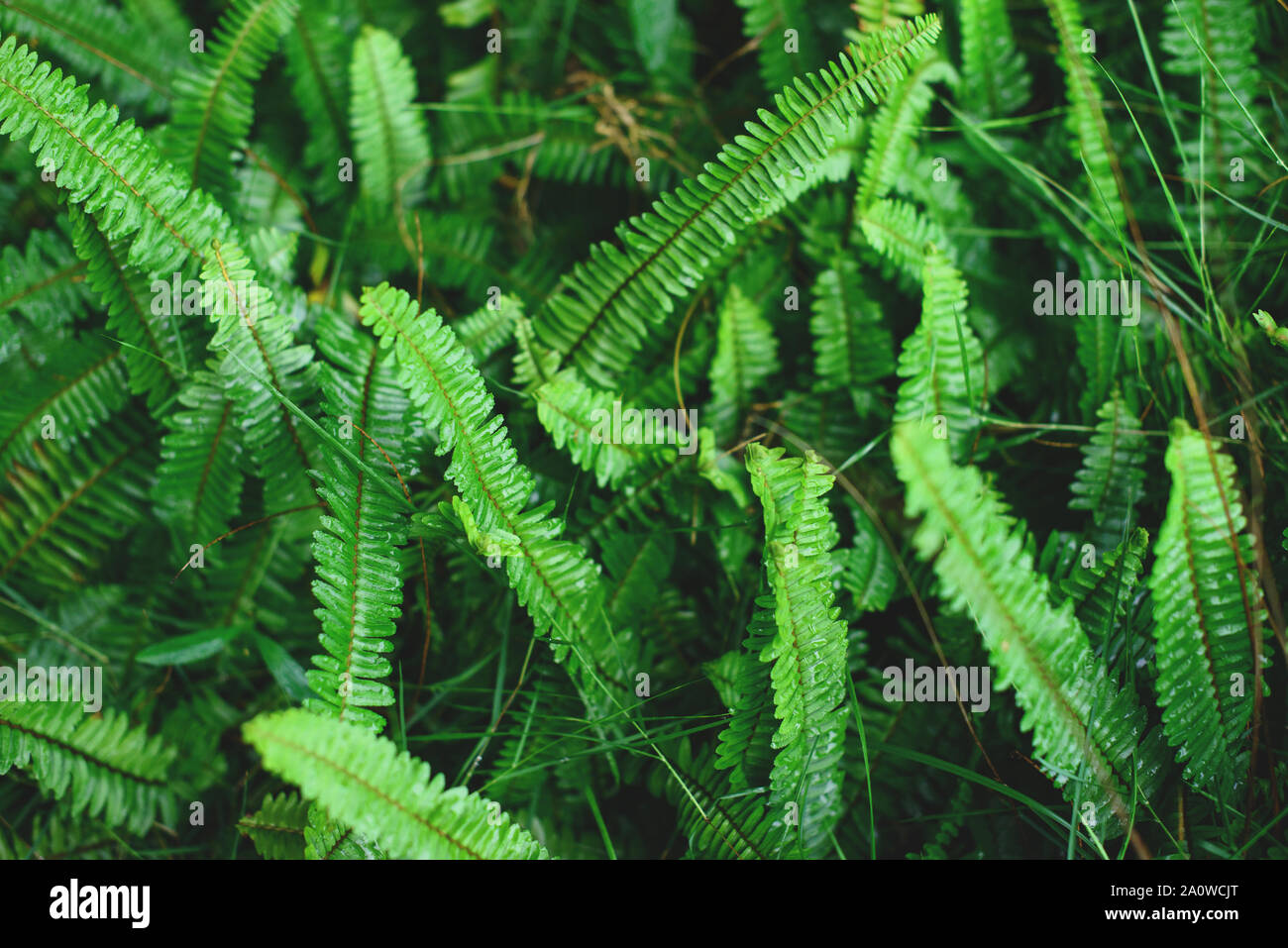 The Sword Fern leaves background. Nephrolepis exaltata at forest. Stock Photo