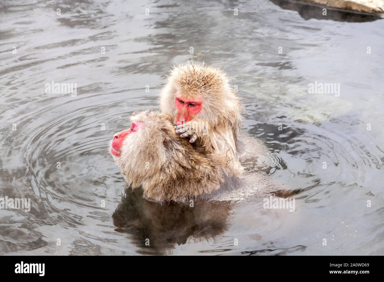 Two Snow monkeys (Macaca fuscata) from Jigokudani Monkey Park in Japan, Nagano Prefecture. Cute Japanese macaque sitting in a hot spring. Stock Photo