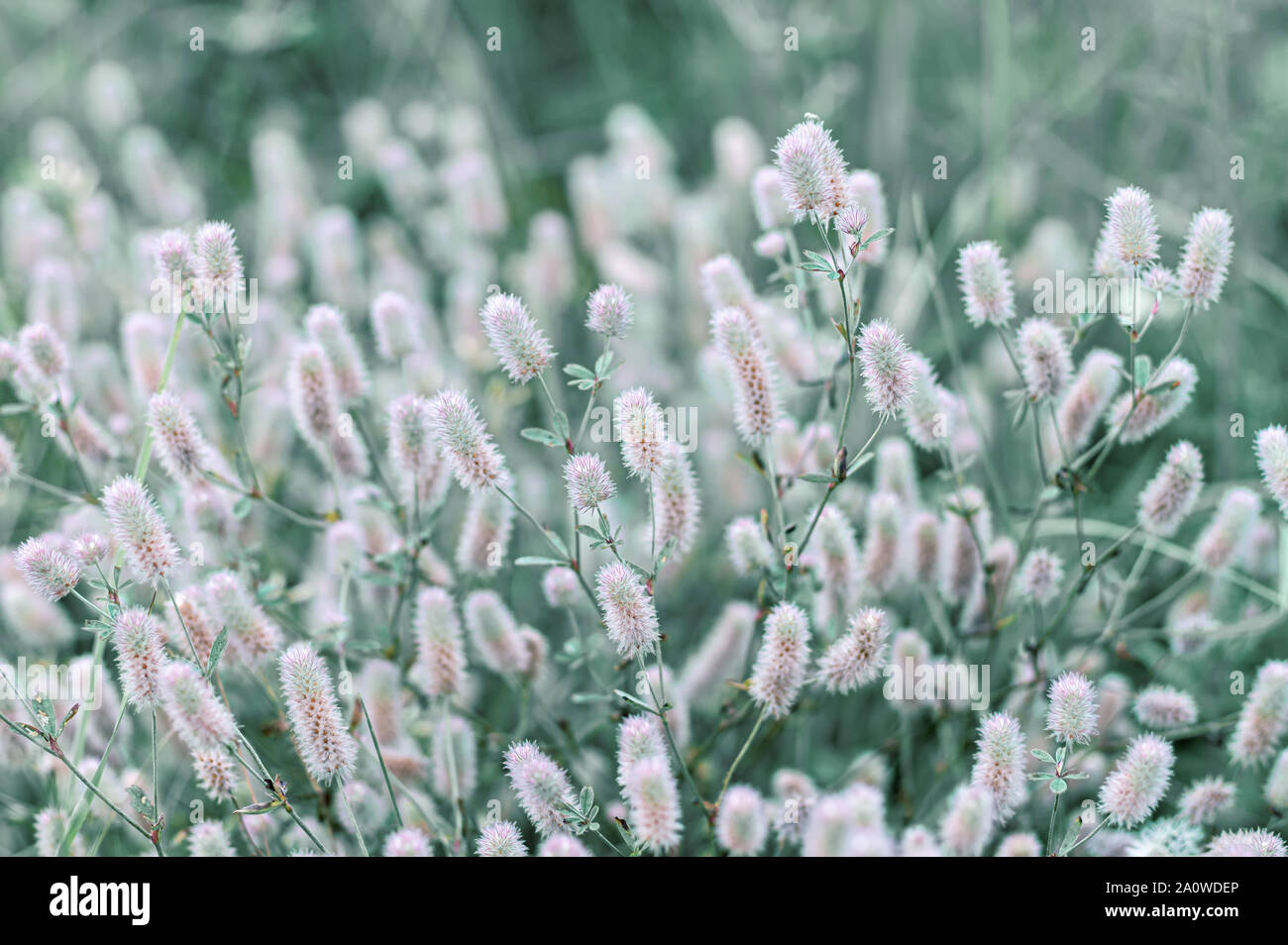Nature concept plants close up hi-res stock photography and images - Alamy