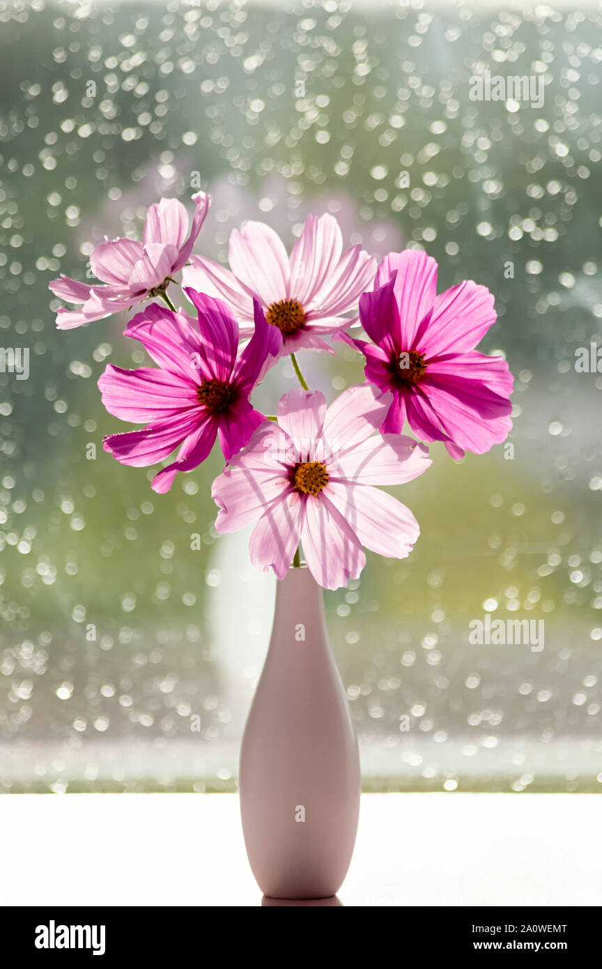 Cosmos flowers in a vase hires stock photography and images Alamy