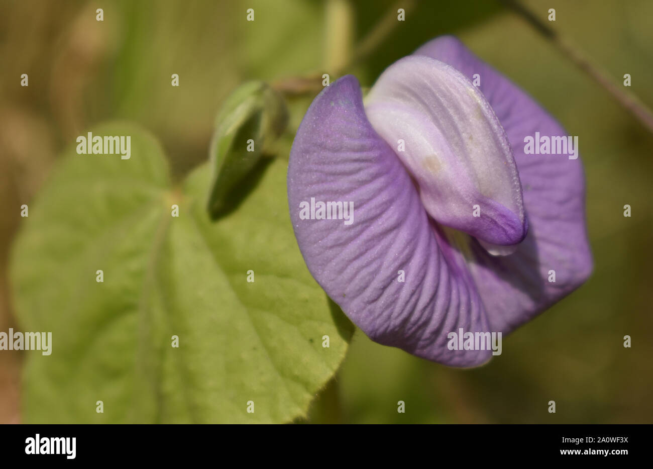 Centrosema virginianum flower. Commonly used for traditional medicine