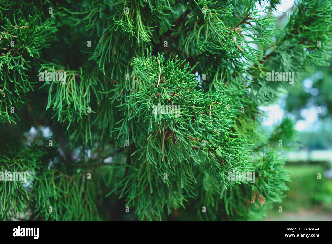 Thuja tree branches, thuja occidentalis evergreen coniferous tree. Stock Photo