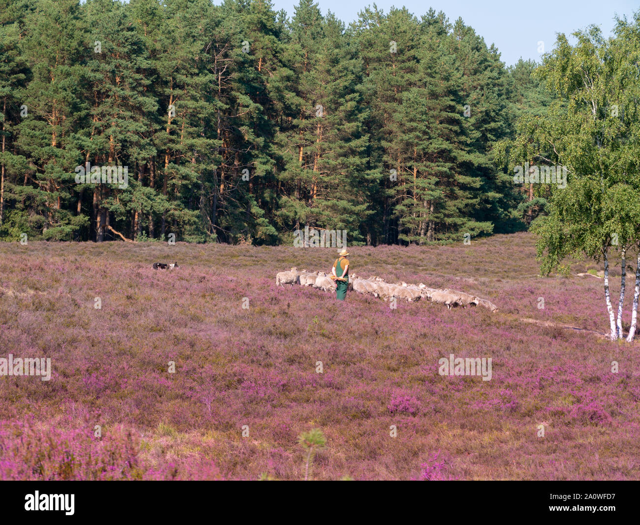 Heathland Sheep High Resolution Stock Photography and Images Alamy