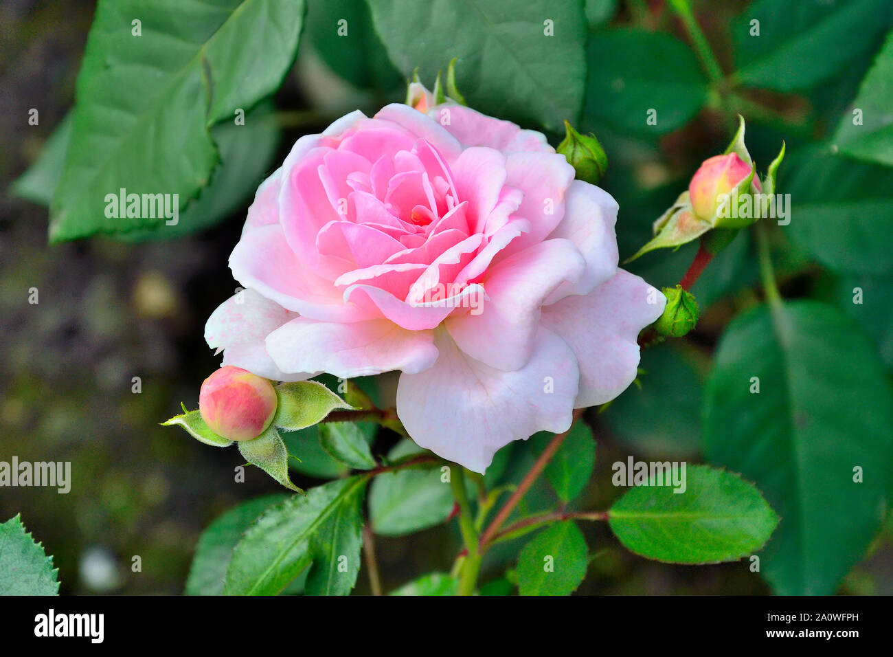 Single gentle pink rose with buds in the garden close up on blurred green leaves natural background. Beautiful fresh tender pink flower from roses gar Stock Photo