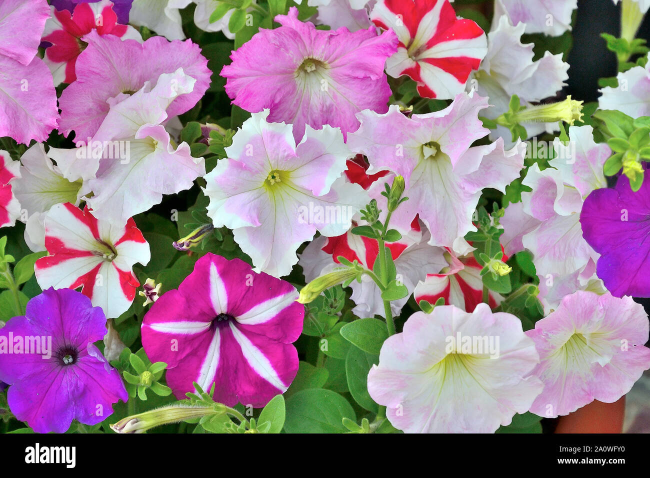 Gentle multicolored petunia floral background. Petunia - plant of  nightshade family with brightly colored funnel-shaped flowers. Ornamental hybrid Stock Photo