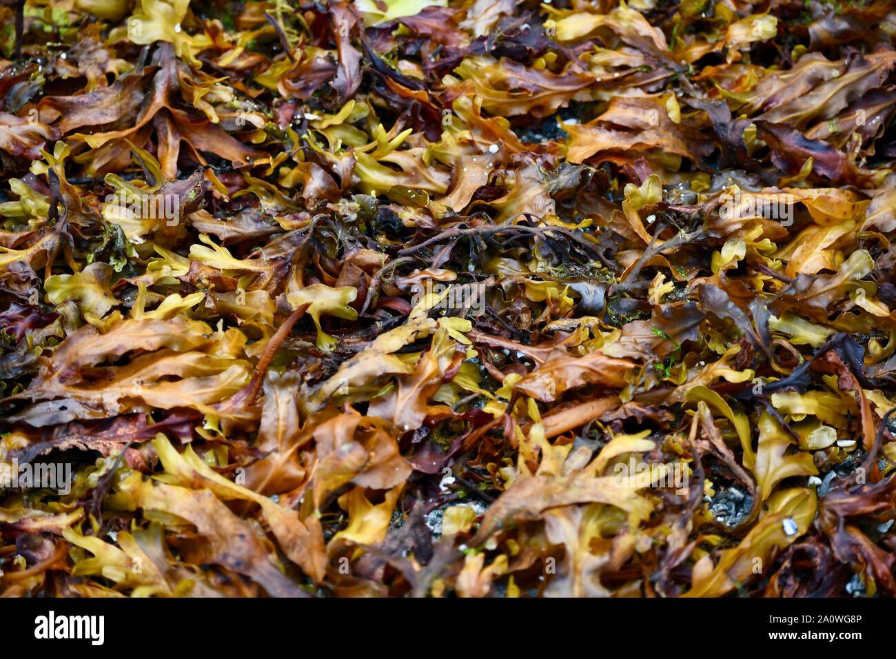 brown alges  on the shore of Baranov island in Alaska Stock Photo