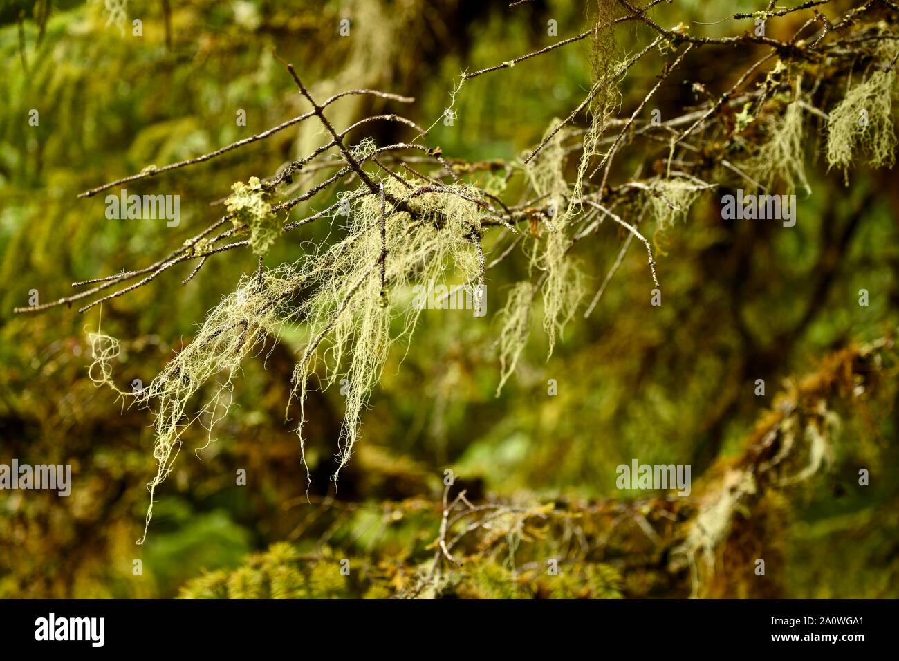 interesting plants in the rainforest of Baranov Island in Alaska, US Stock Photo