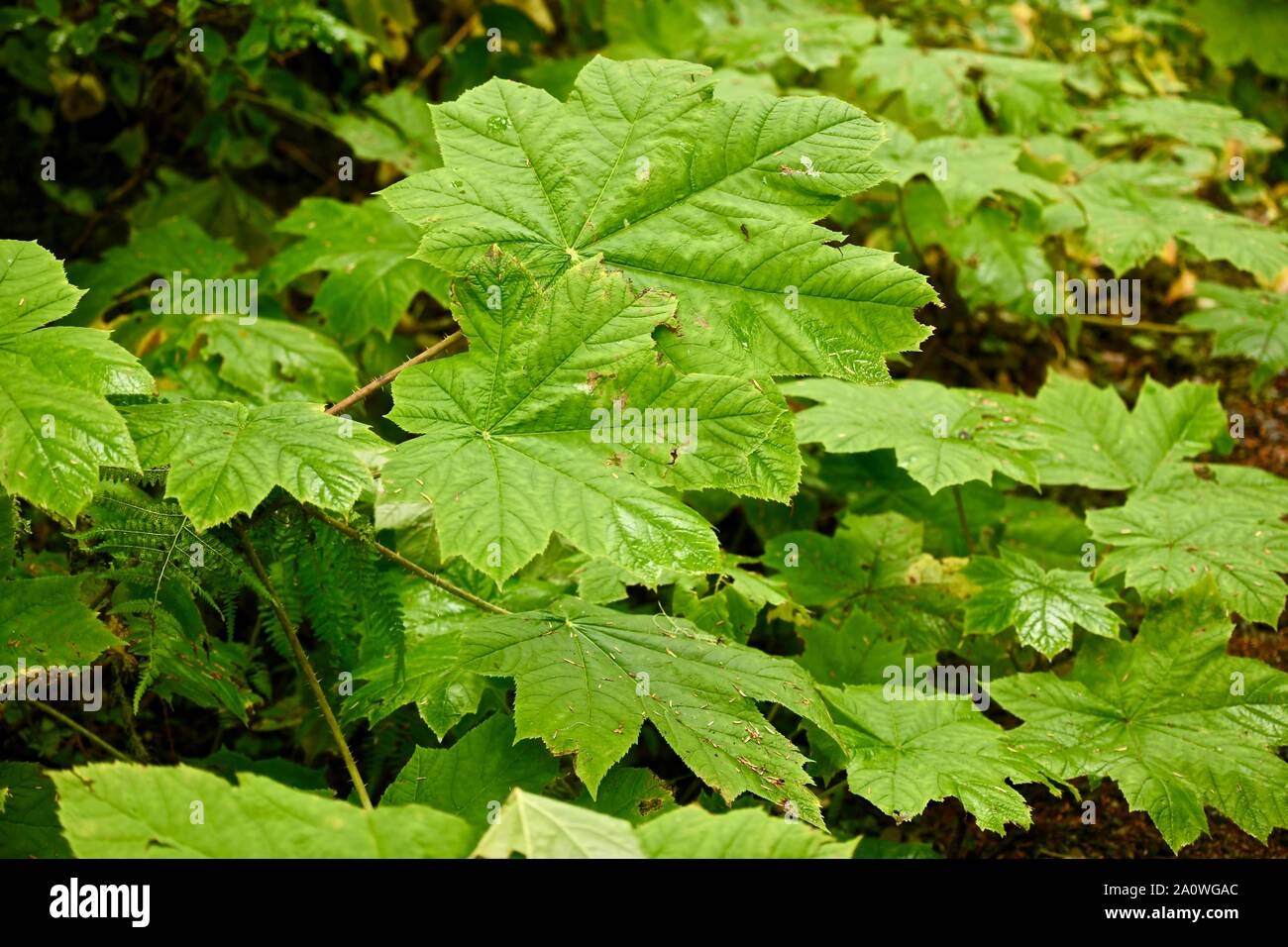 interesting plants in the rainforest of Baranov Island in Alaska, US ...