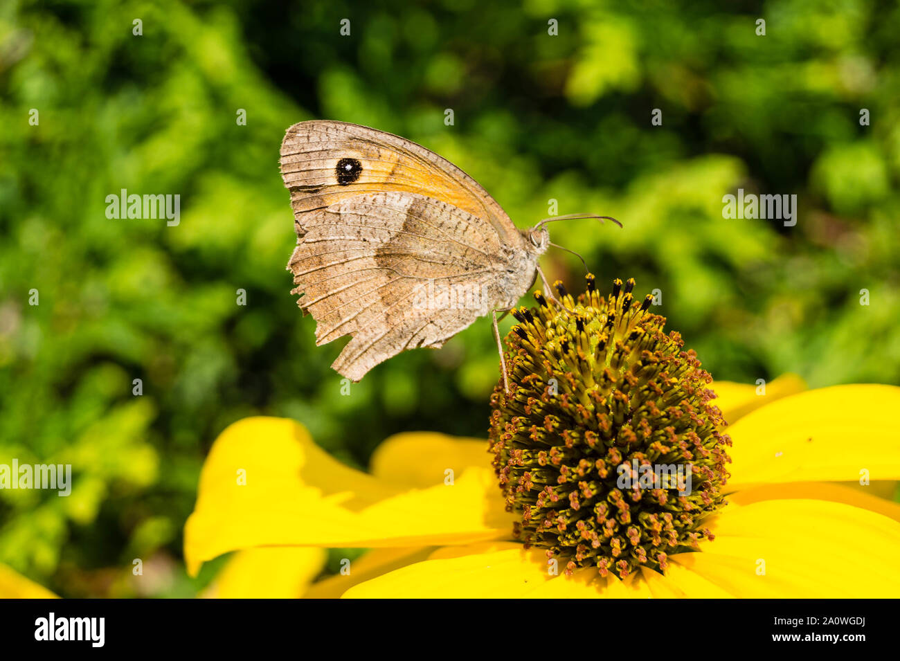 Maniola Jurtina Butterfly - Großes Ochsenauge Stock Photo