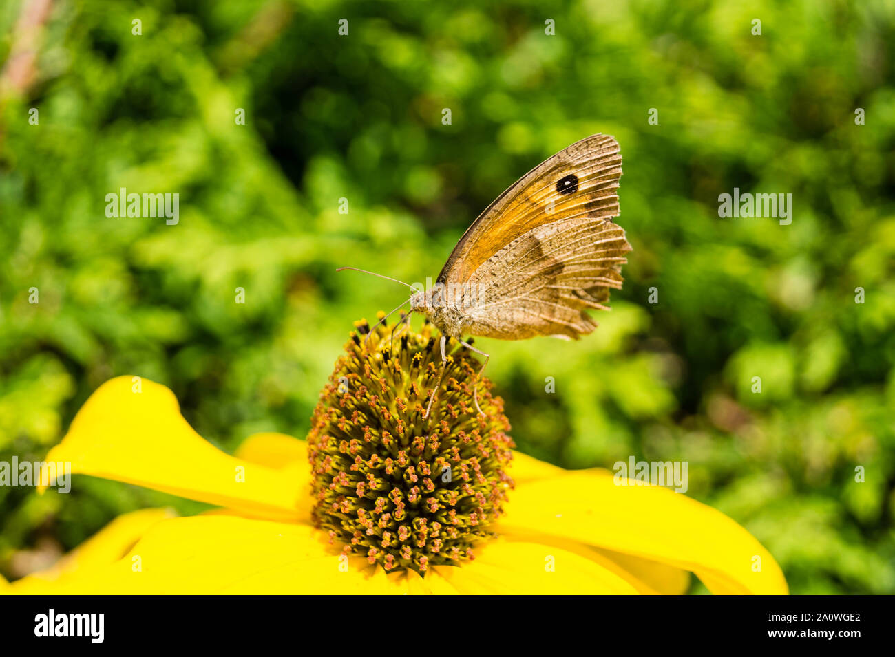 Maniola Jurtina Butterfly - Großes Ochsenauge Stock Photo