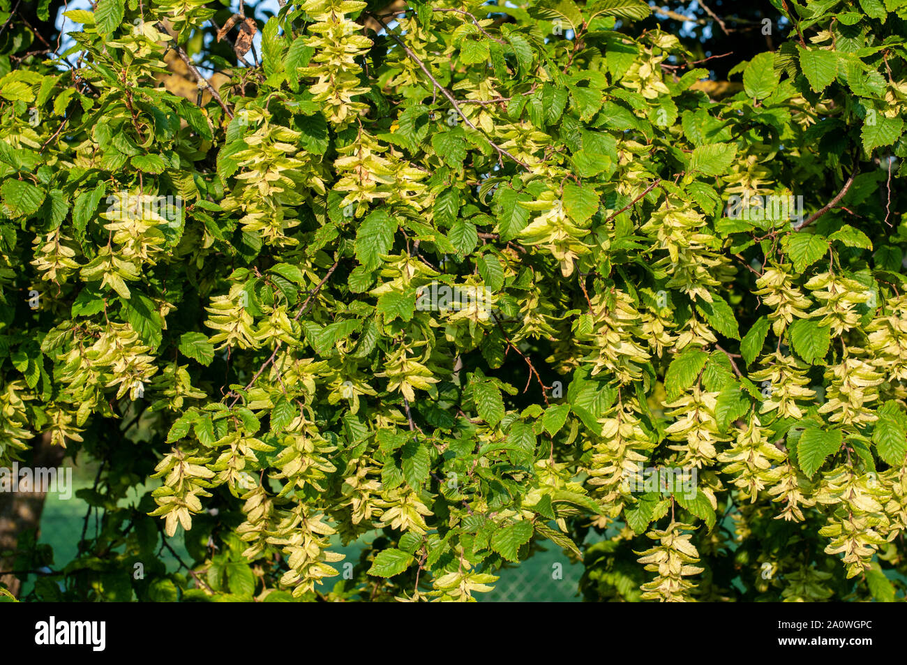 branches of carpinus betulus, the common hornbeam, full with hanging flowers Stock Photo