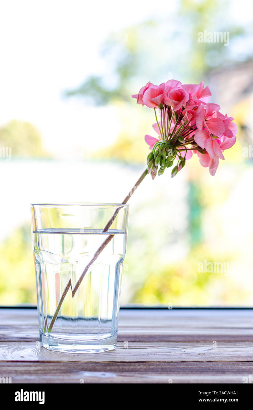 Pink geranium flower stands in a transparent glass glass with clean water on a wooden table against the backdrop of a summer garden Stock Photo