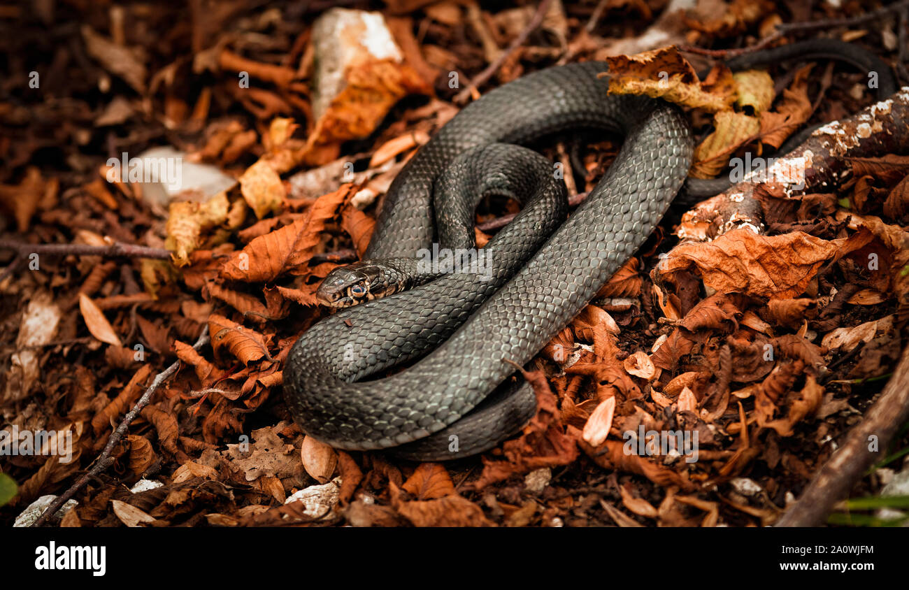 A black variant (Hierophis Carbonarius) of the Green Whip Snake (Hierophis Viridiflavus) among orange coloured leaves in a wood during autumn foliage Stock Photo