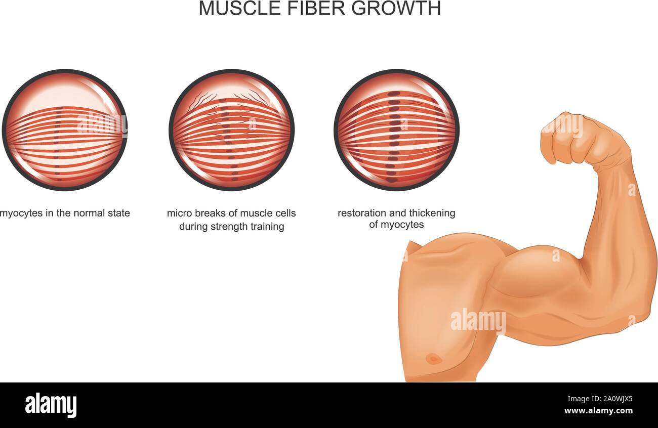 vector illustration of muscle fiber growth after training Stock Vector Image Art Alamy