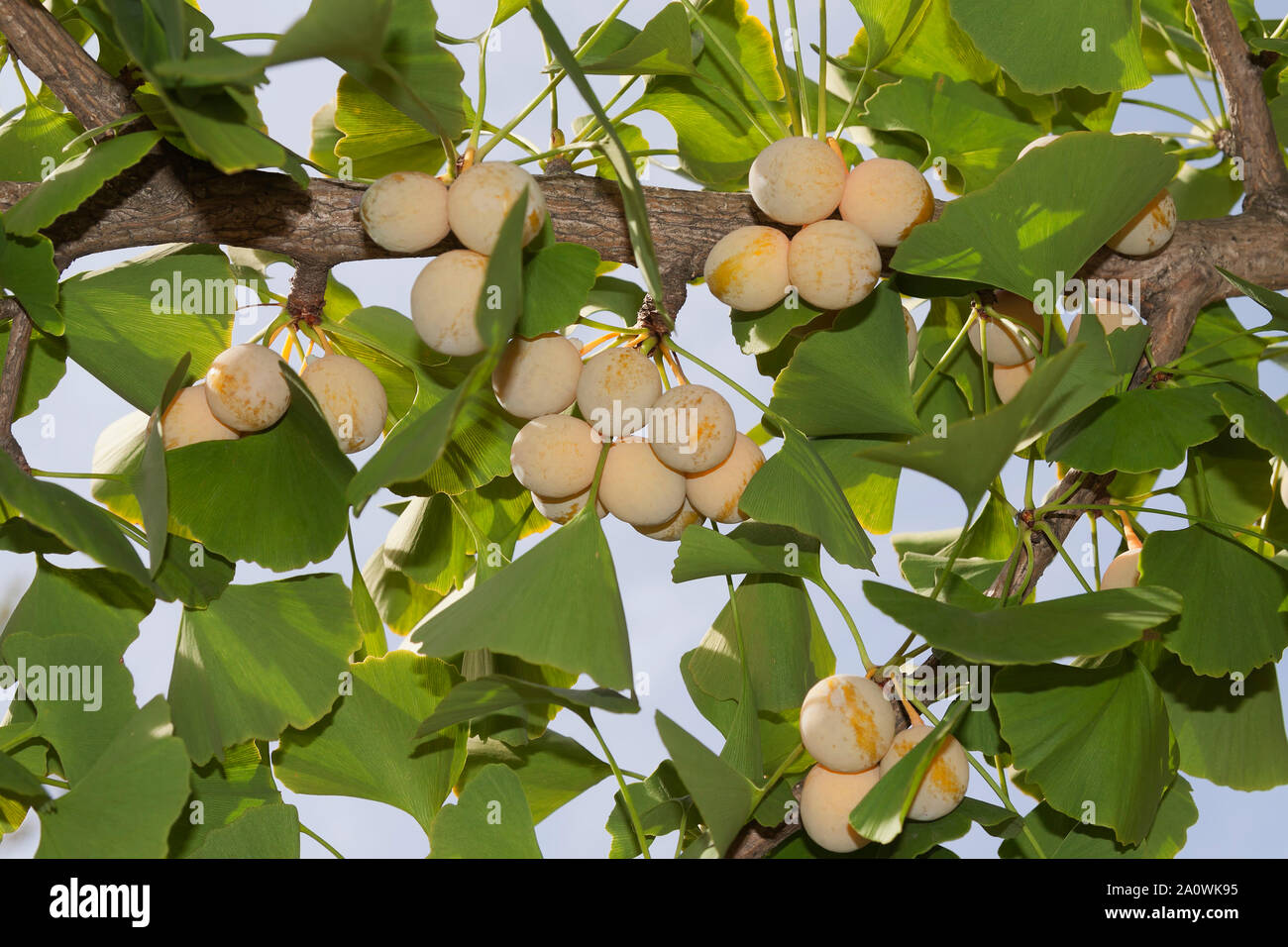 Ginkgo Biloba, Commonly Known As Ginkgo Or Gingko, Also Known As The ...