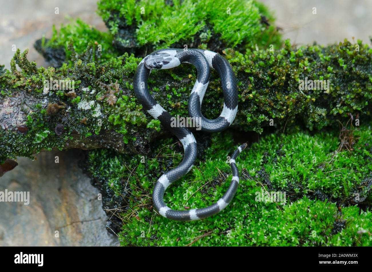 Malayan Banded Wolf Snake on tree in nature, or common bridle snake