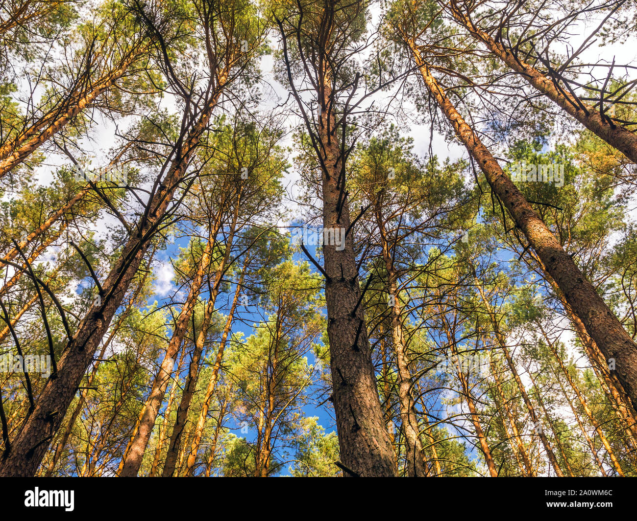 Shot tall pine tree hi-res stock photography and images - Alamy
