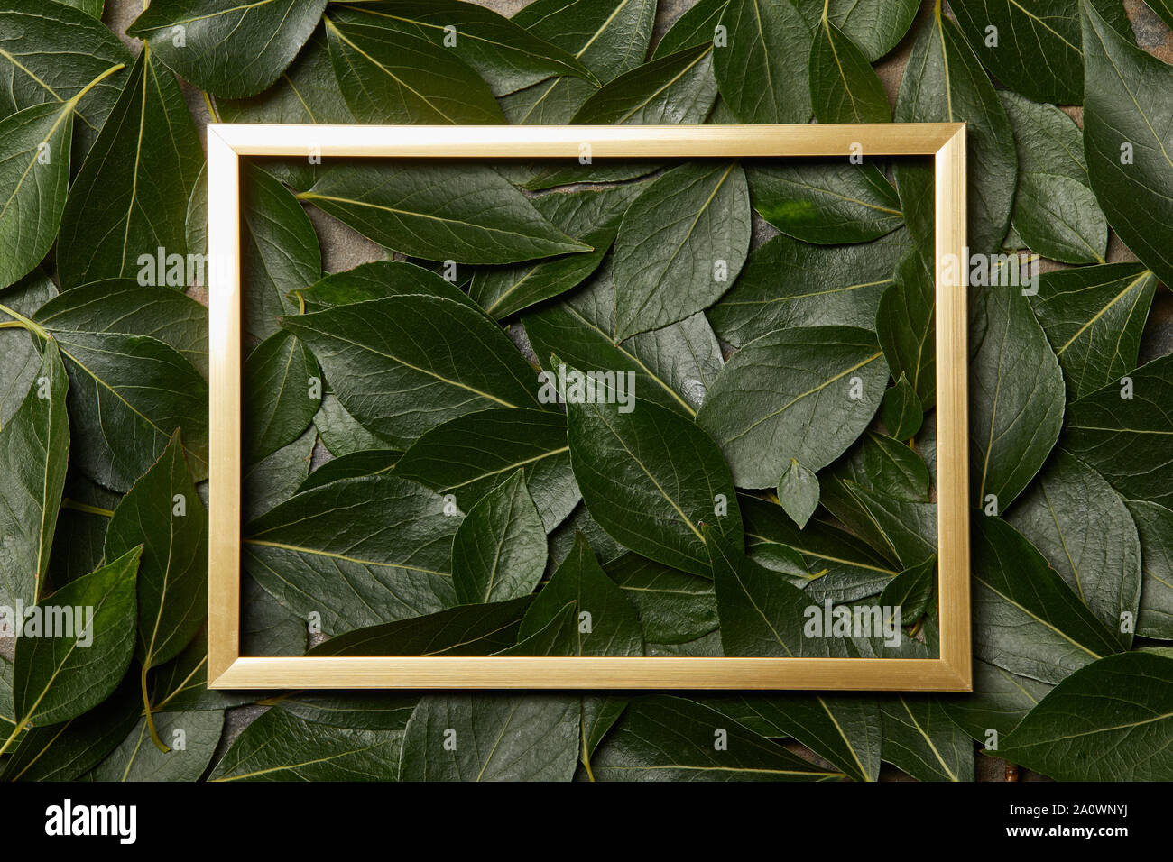 top view of golden frame on green leaves background with copy space ...
