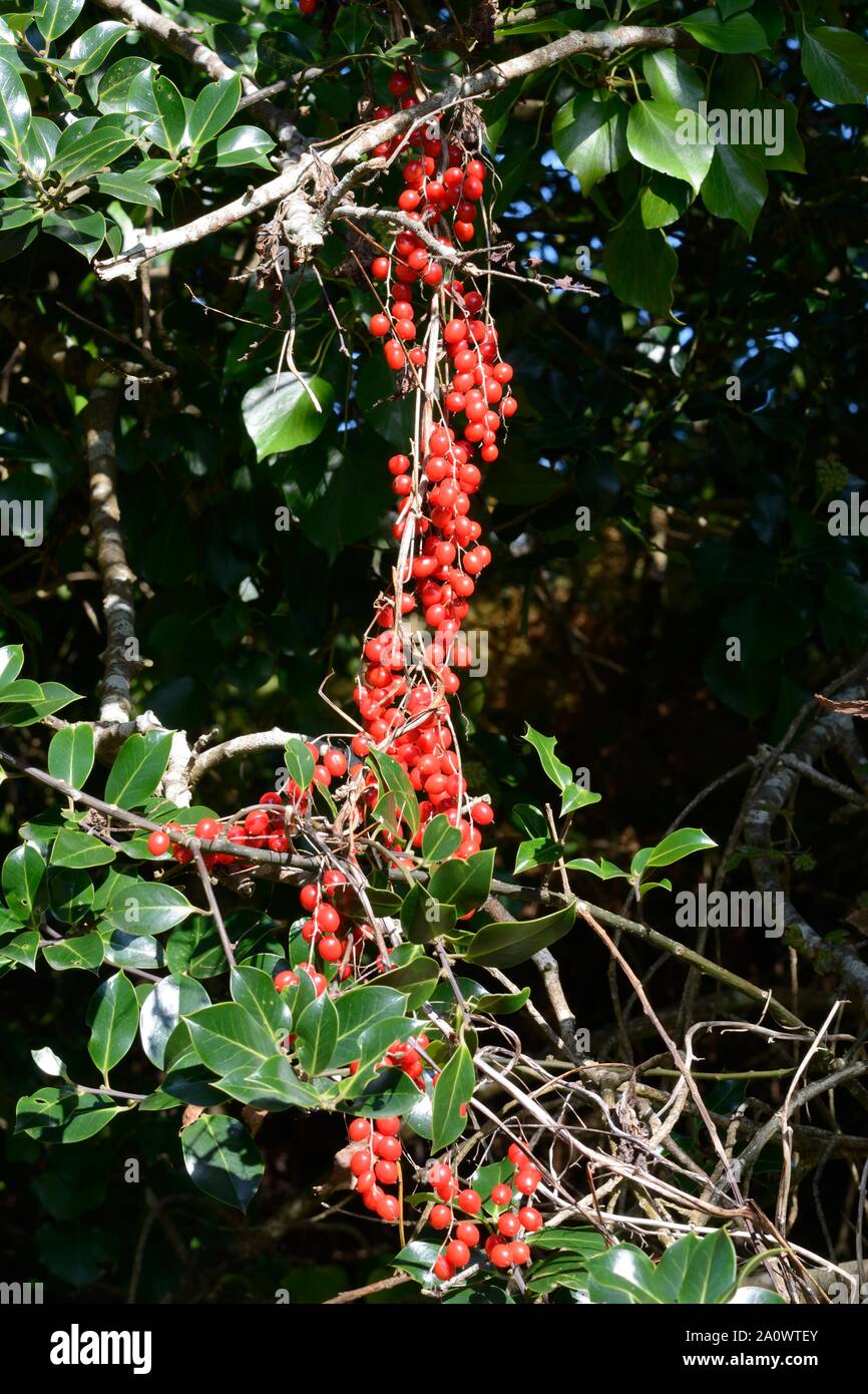 A string of Black Bryony berries climbing plant of hedgerows and woodlands poisonous plant Stock Photo