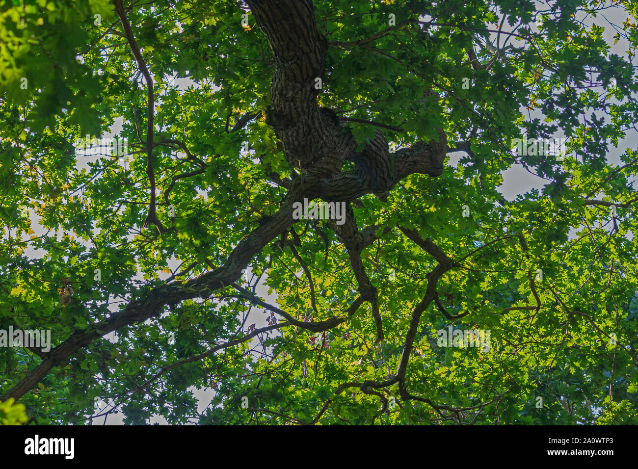 Tree canopy Stock Photo
