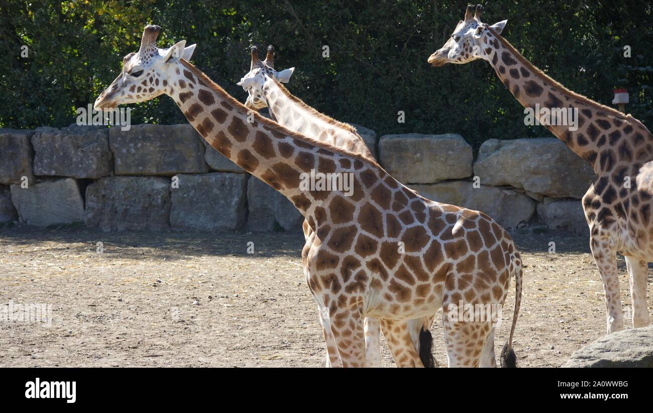Giraffes & Zebras enjoying the summer sun.  Photos taken at Longleat Safari Park. Stock Photo