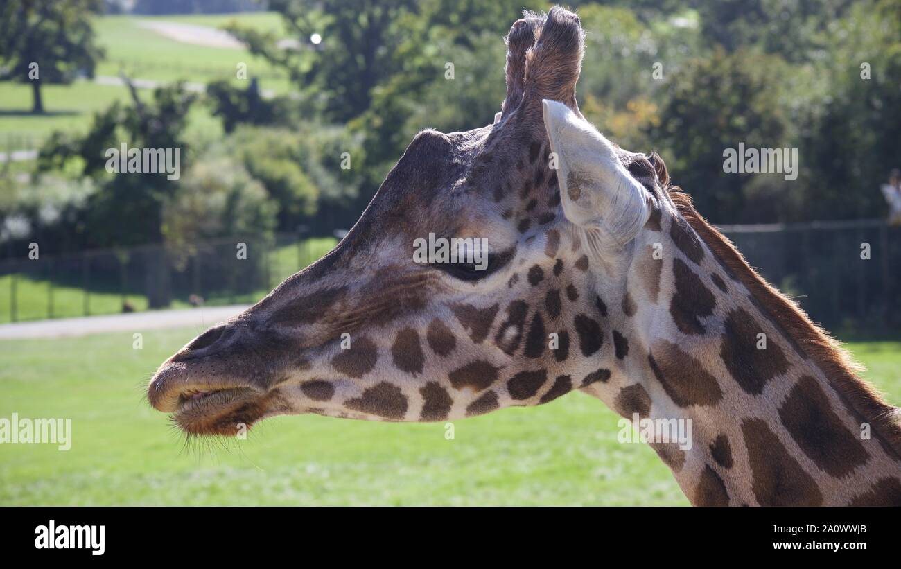 Giraffes & Zebras enjoying the summer sun.  Photos taken at Longleat Safari Park. Stock Photo