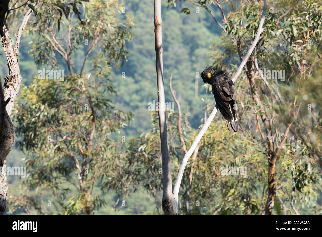 A wild Yellow tailed Black Cockatoo (Calyptorhynchus funereus) on Pigeon House Mountain on the New South Wales south coast in Australia Stock Photo