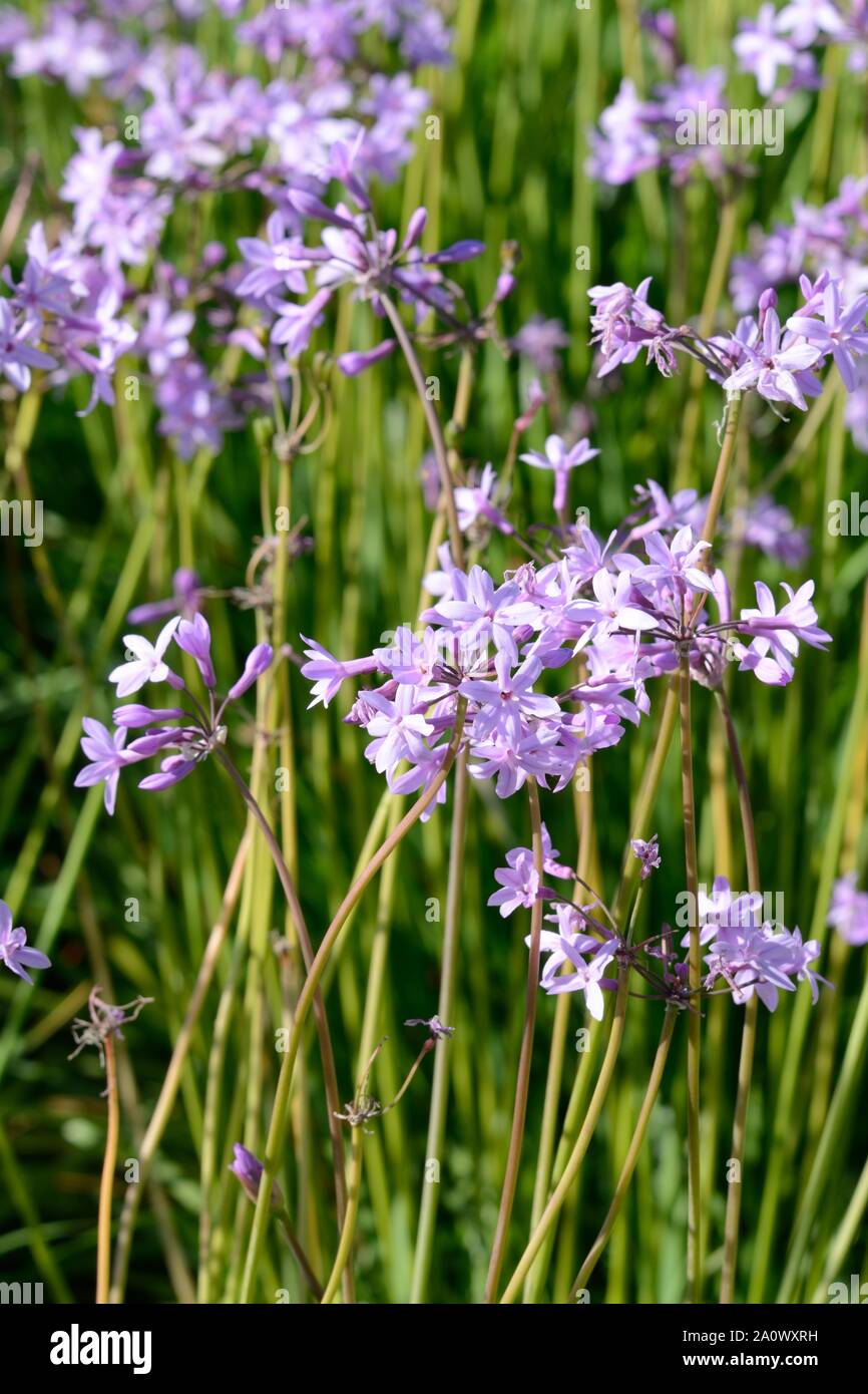 Tulbaghia violacea or Society garlic flowers Stock Photo