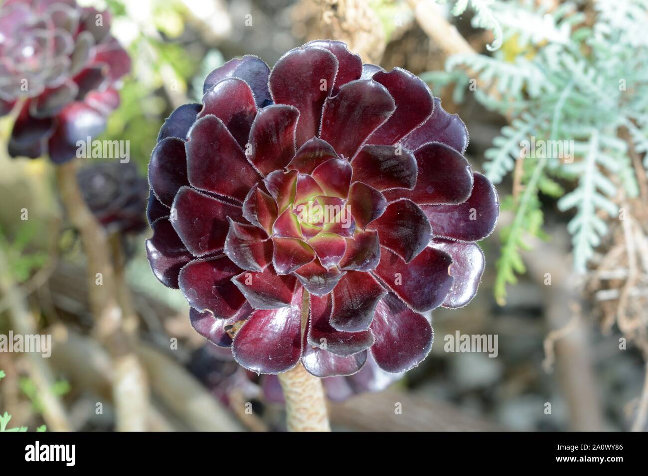 Aeonium arboreum atropurpureum  dark purple houseleek tree rosette flower Stock Photo