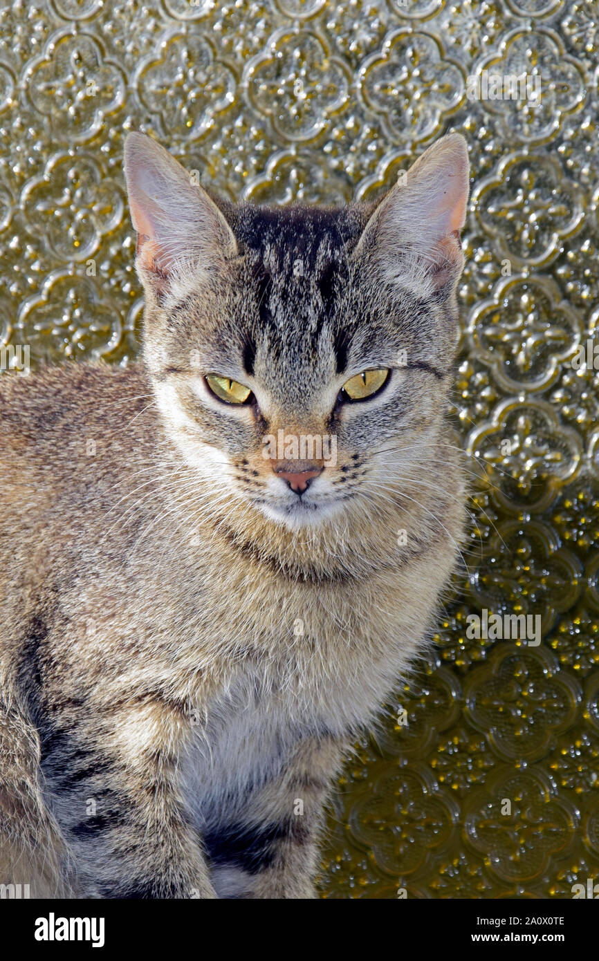 Frontal portrait of a grey tabby kitten sitting in front of stained glass window Stock Photo
