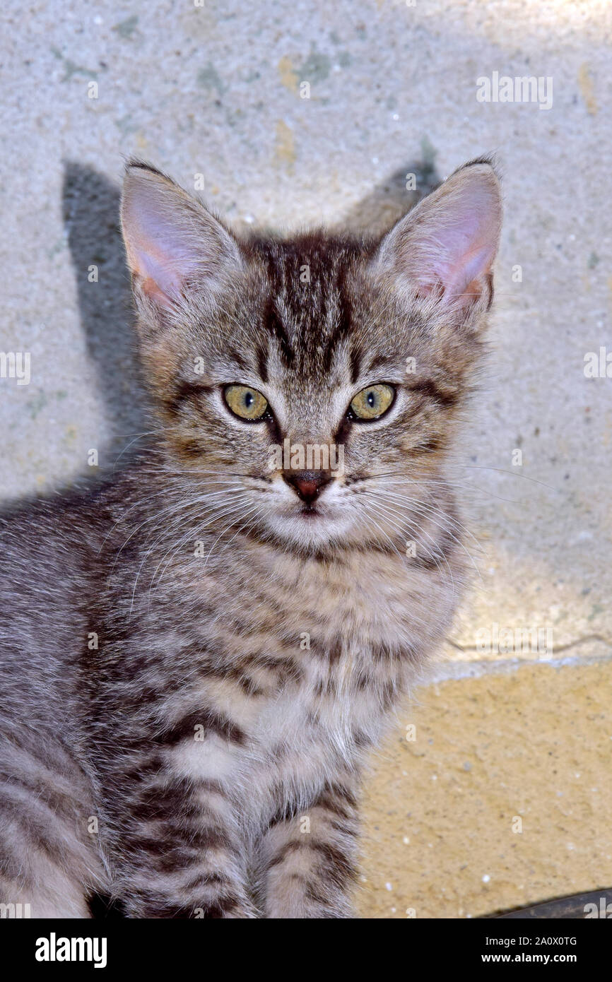 Portrait of a mackerel tabby kitten sitting upright in front of a wall Stock Photo Alamy