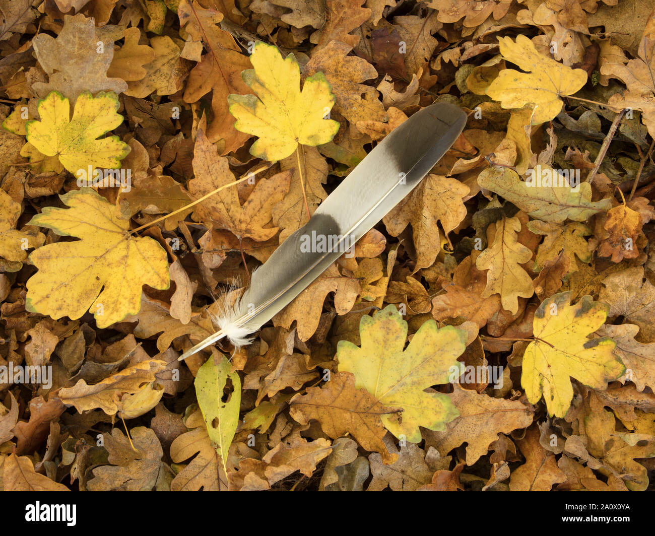 A close up of autumn leaves and a feather Stock Photo