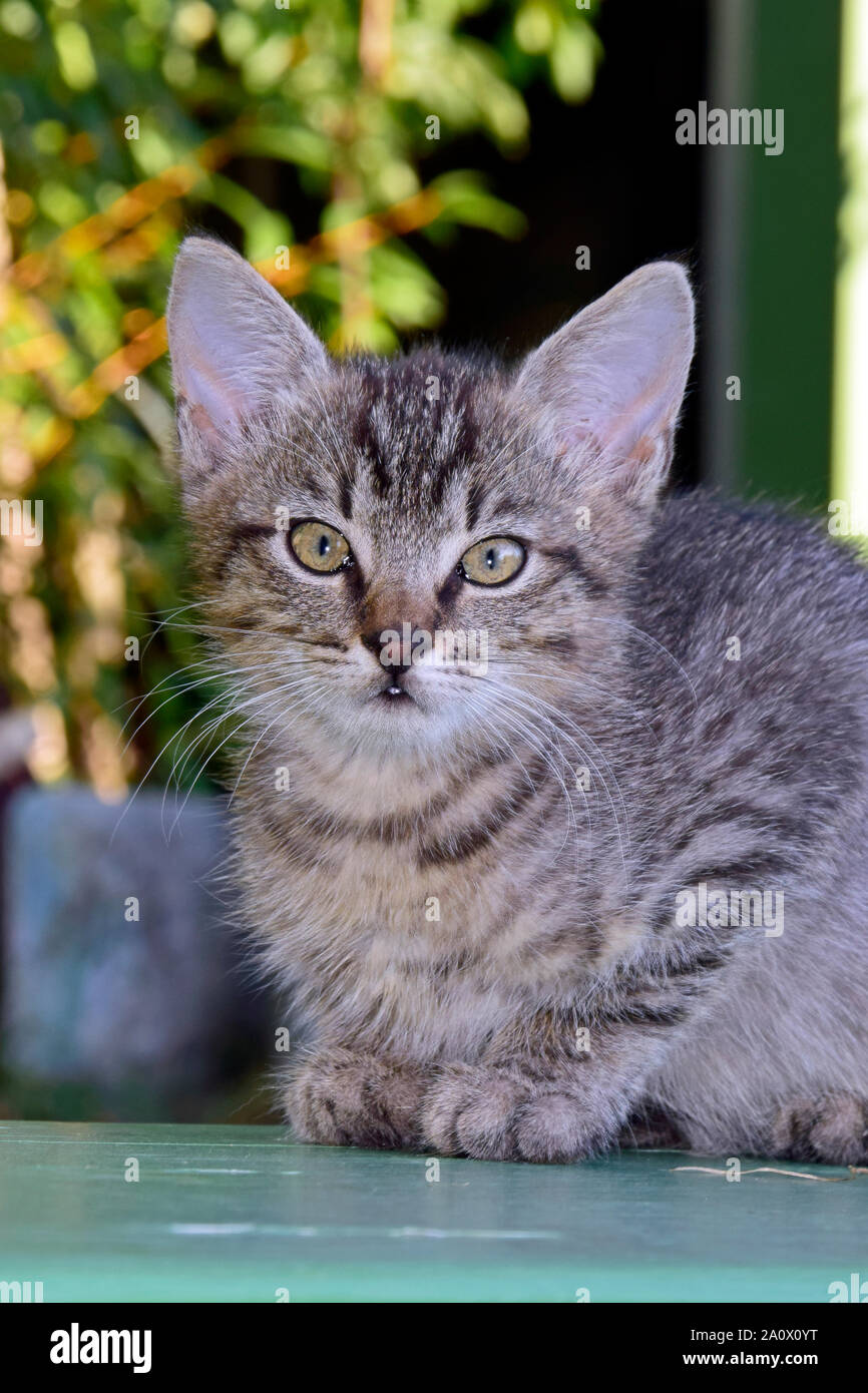 Frontal portrait of a grey tabby kitten sitting on a green bench Stock ...