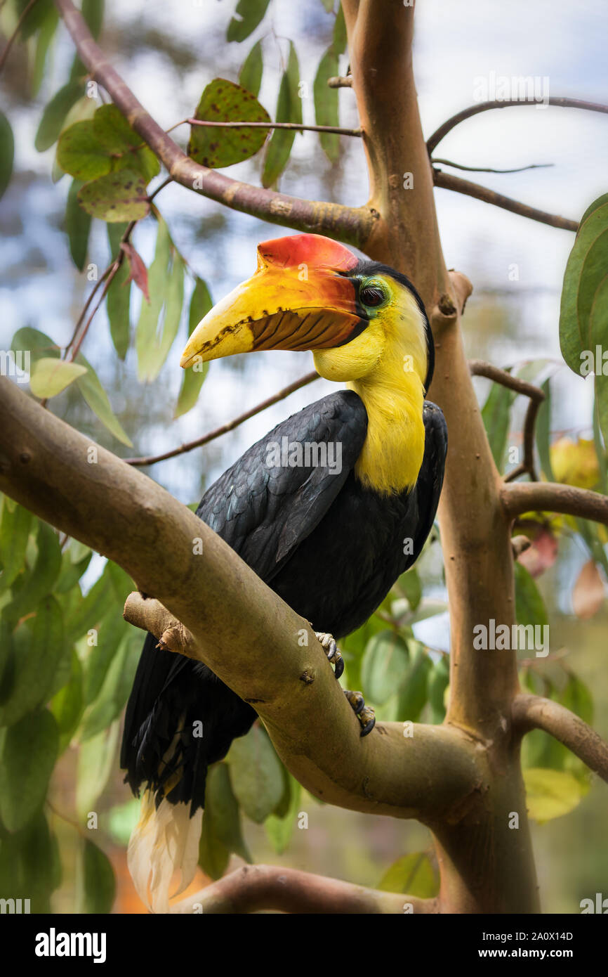 Closeup of a wrinkled hornbill. This colourful bird is indigenous to South East Asia, and lives in swamp areas and rainforests. Stock Photo